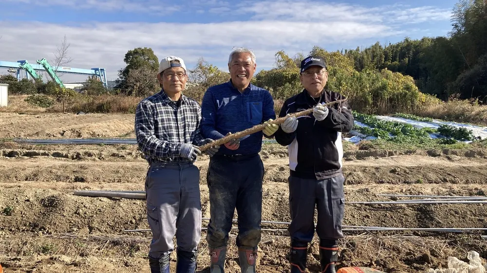 知多半島の畑で自然薯を収穫する様子